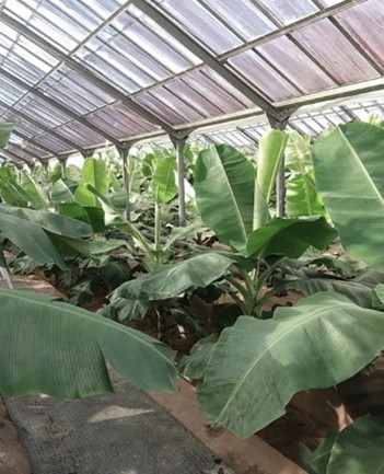 バナナの管理について