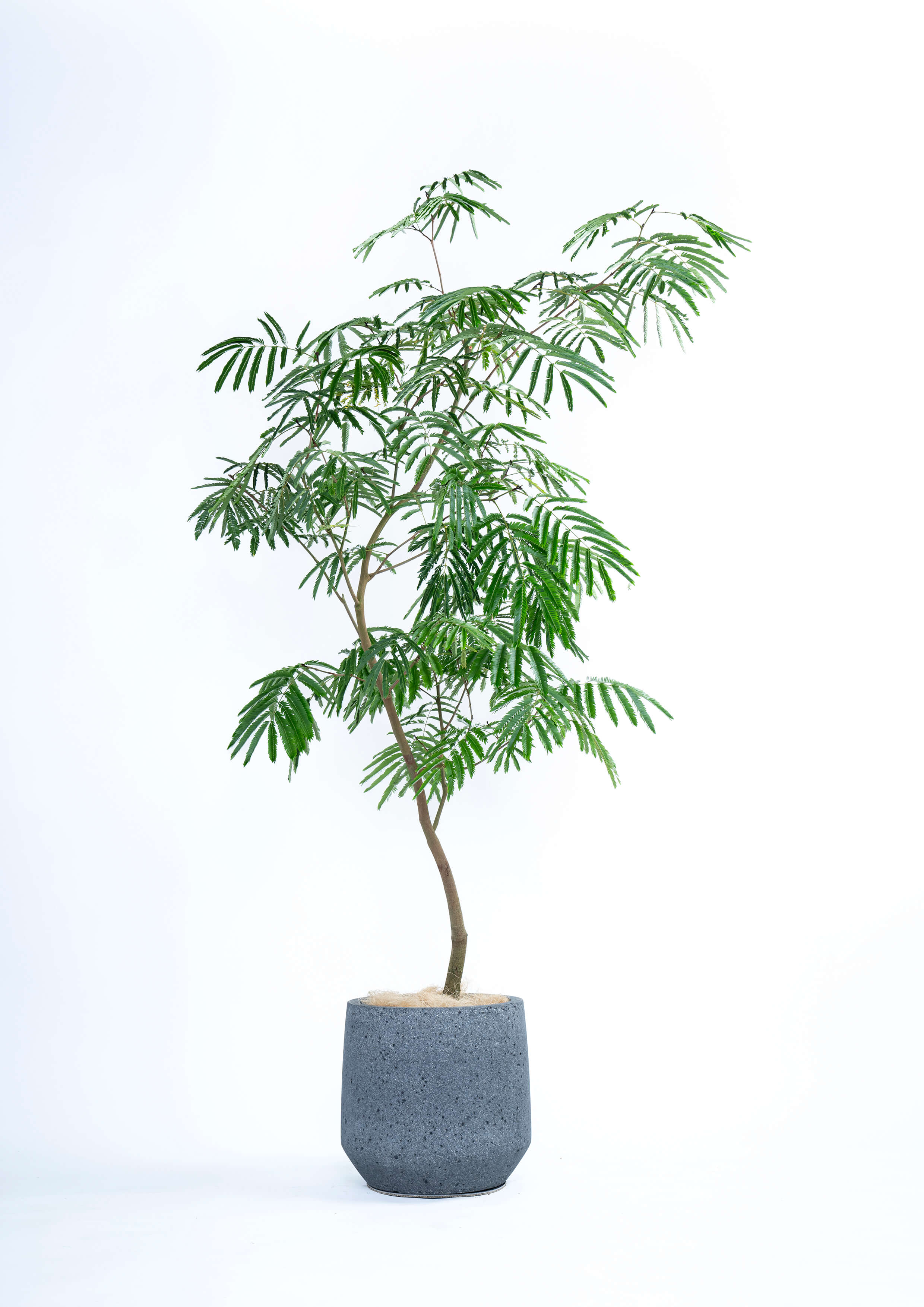 観葉植物「エバーフレッシュ」