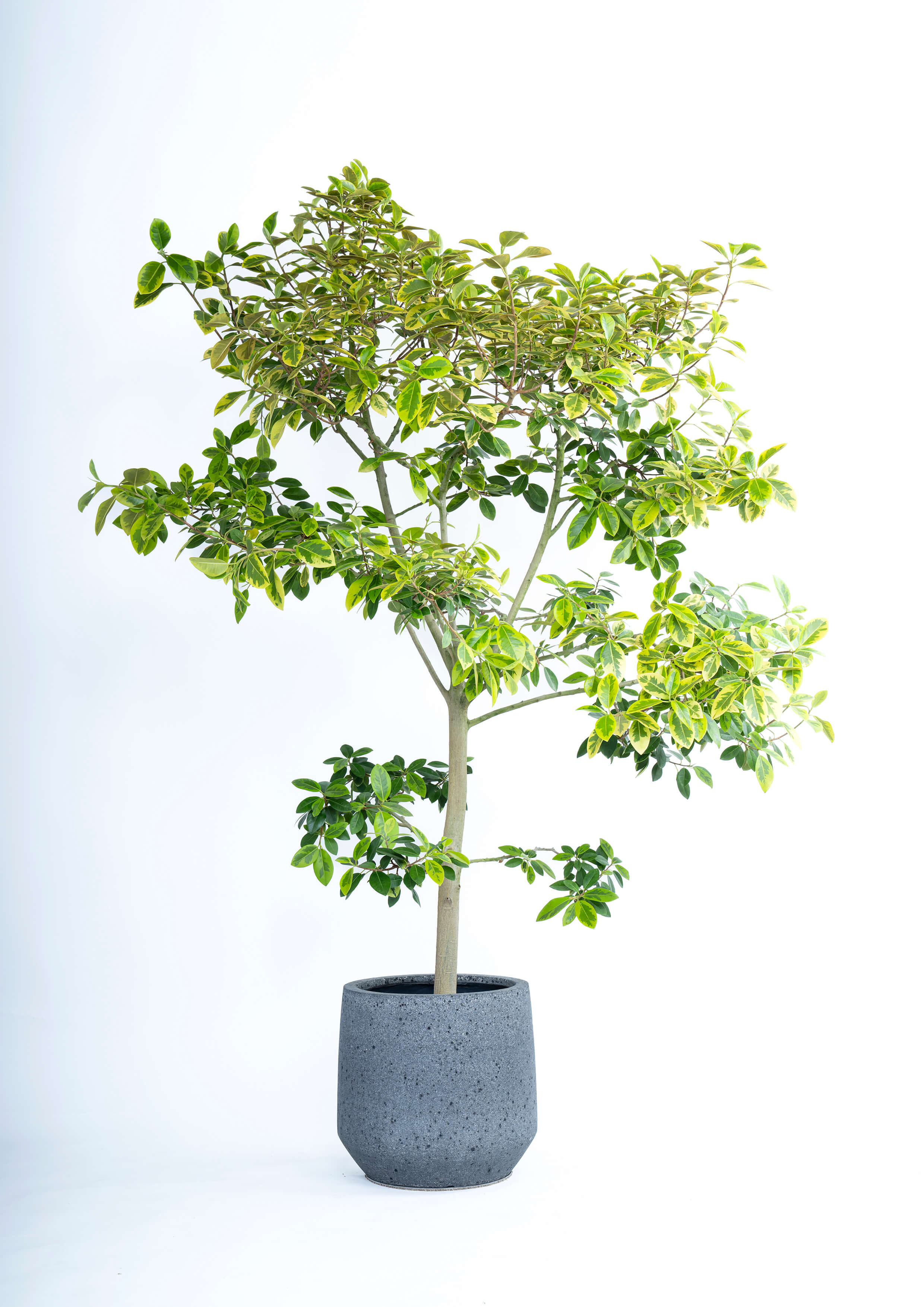 観葉植物「フランスゴム」