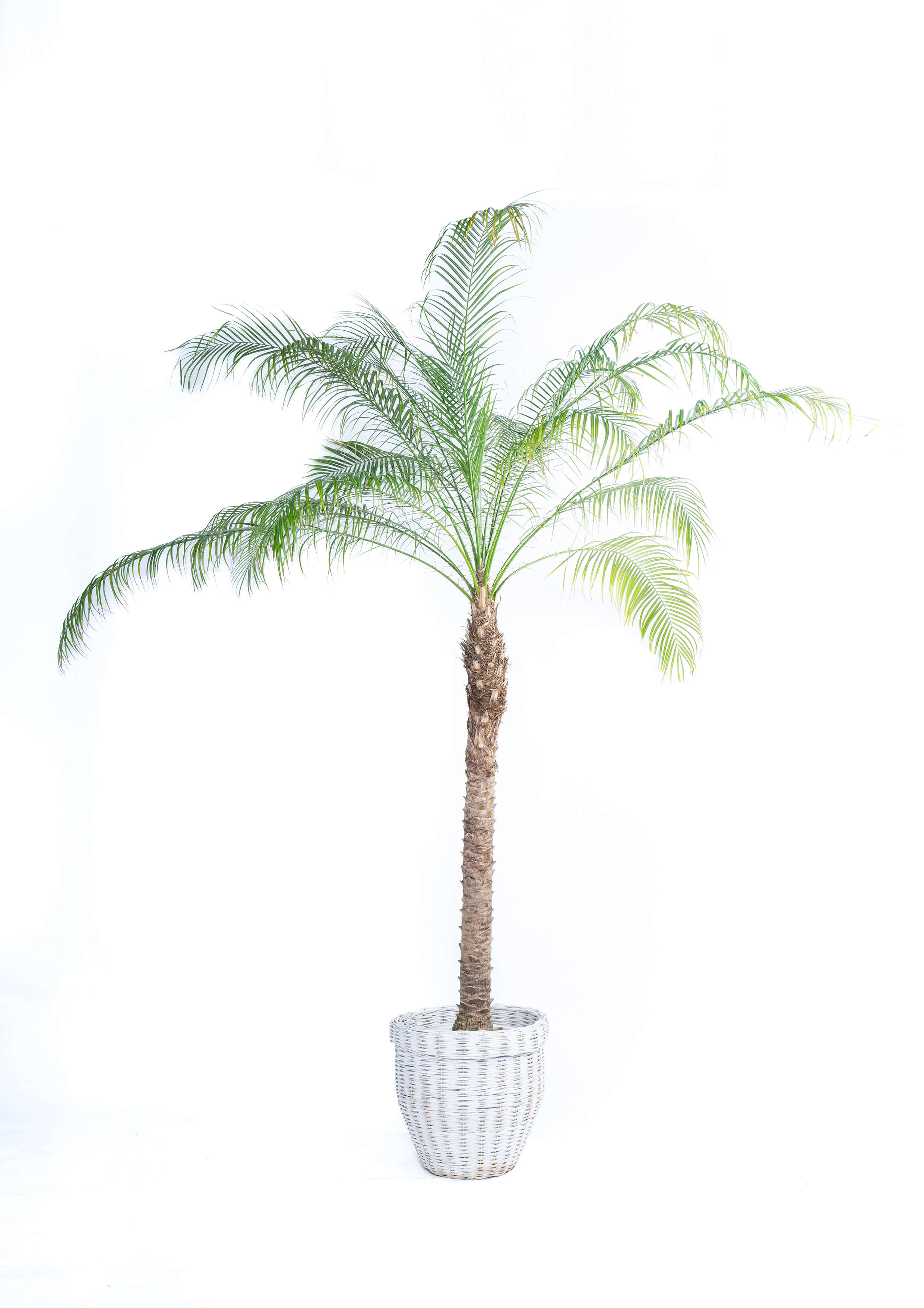 観葉植物「フェニックス」