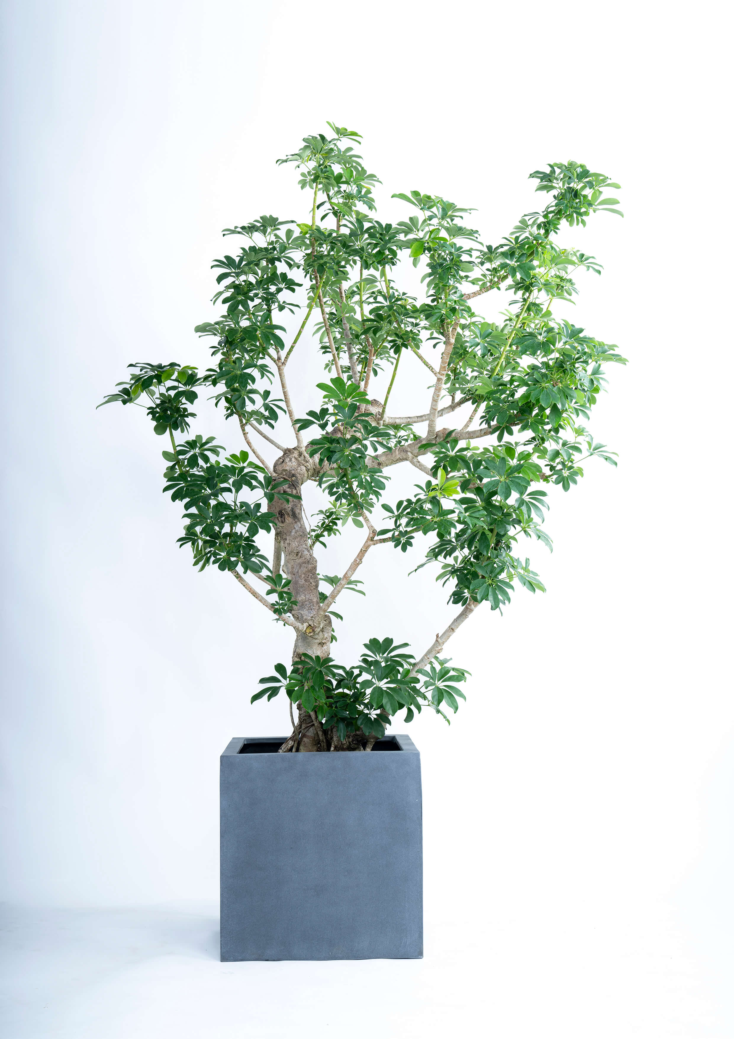 観葉植物「シェフレラ」