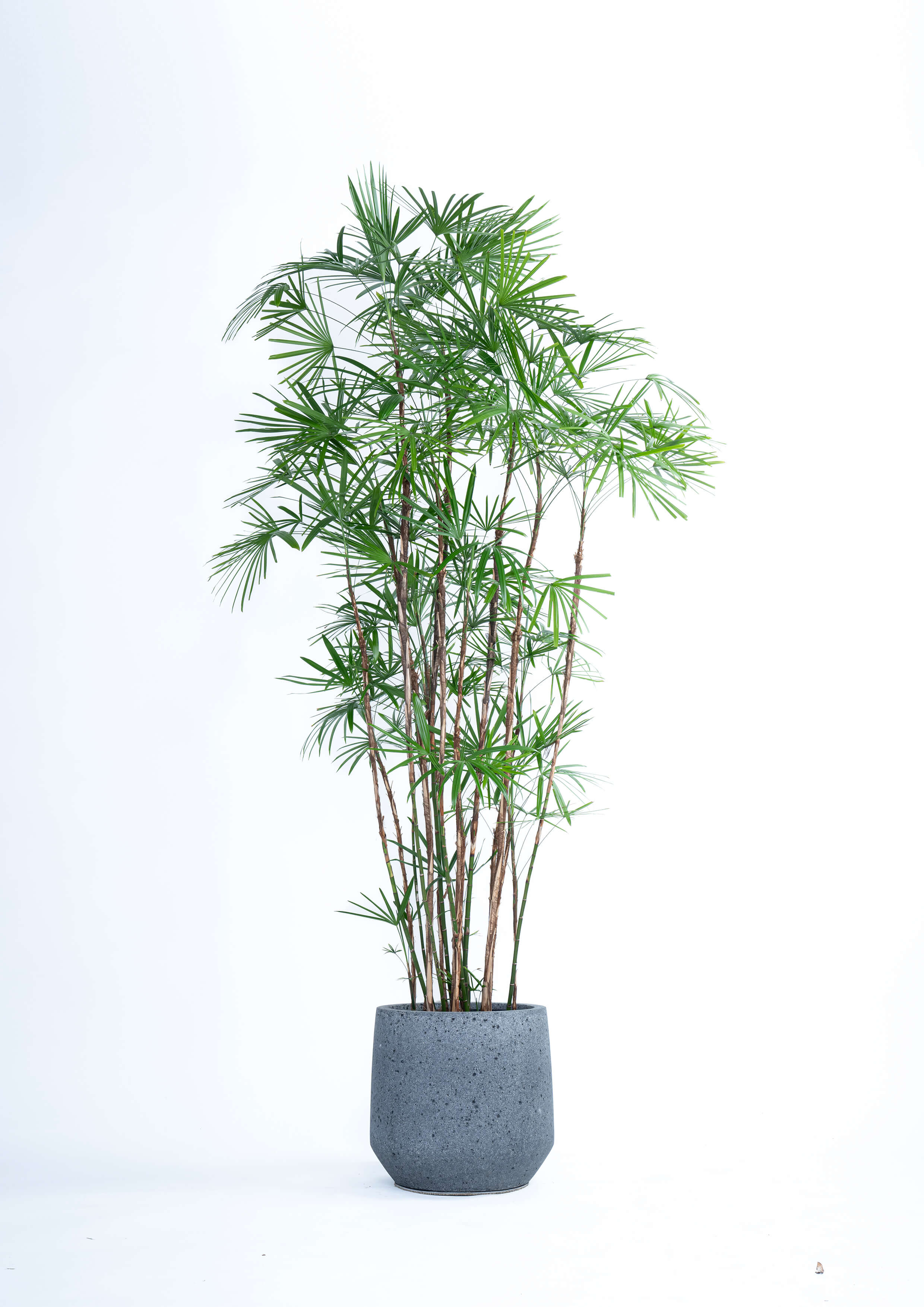 観葉植物「シュロチク」