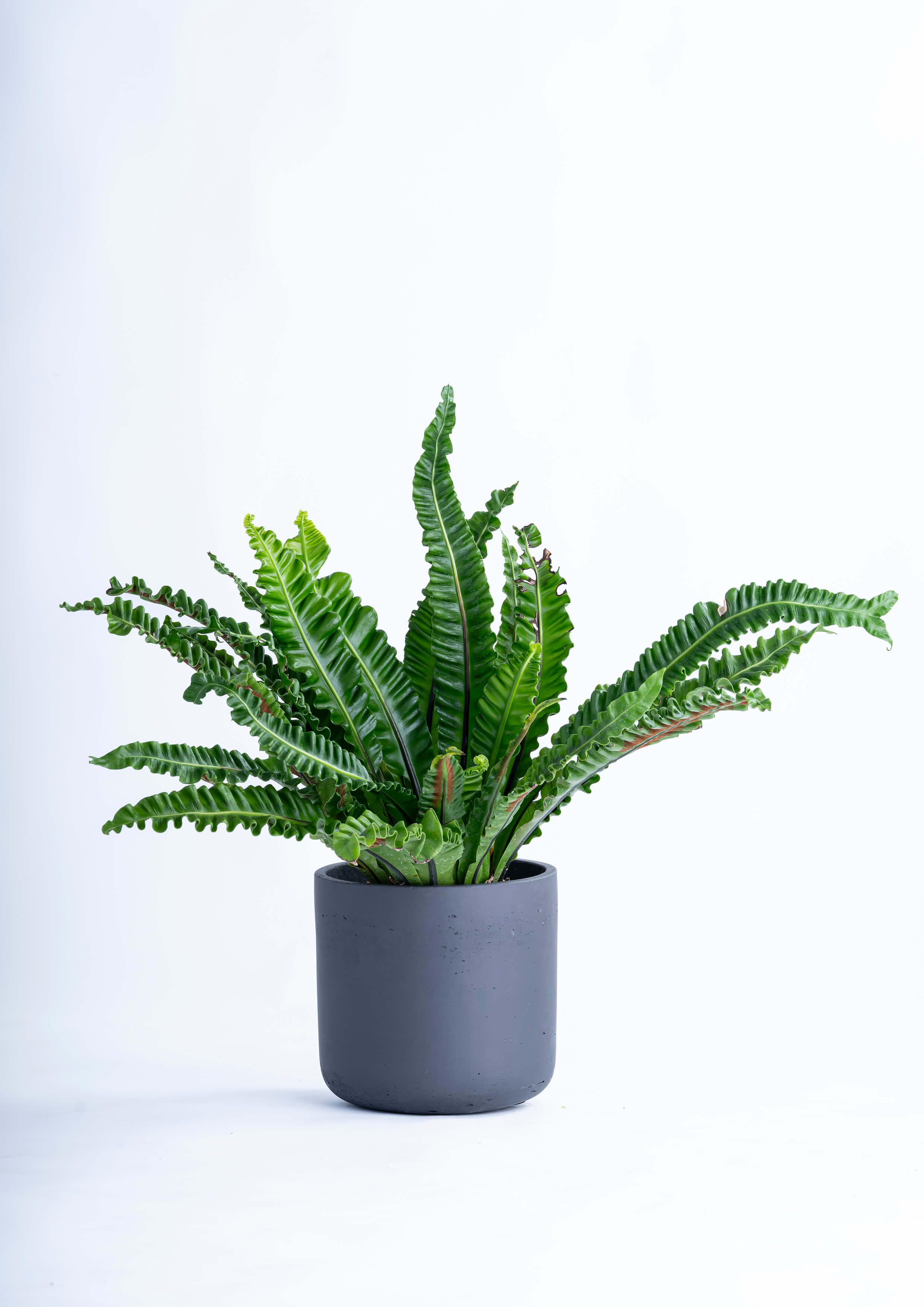 観葉植物「アスプレニウム」