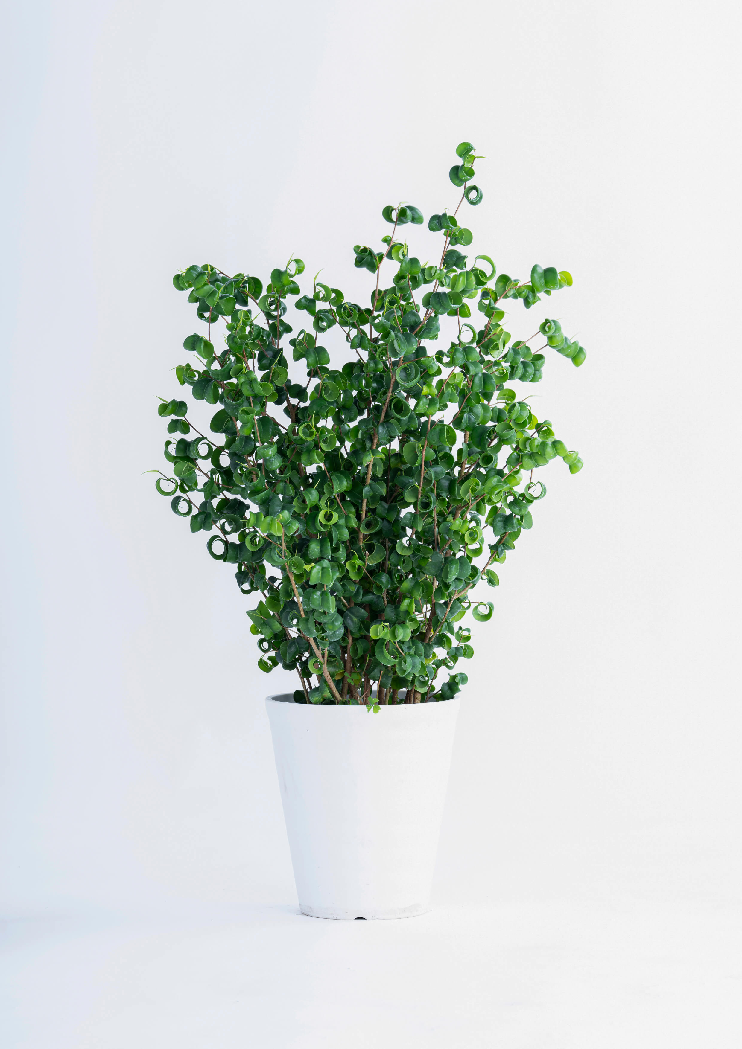 観葉植物「ベンジャミンバロック」