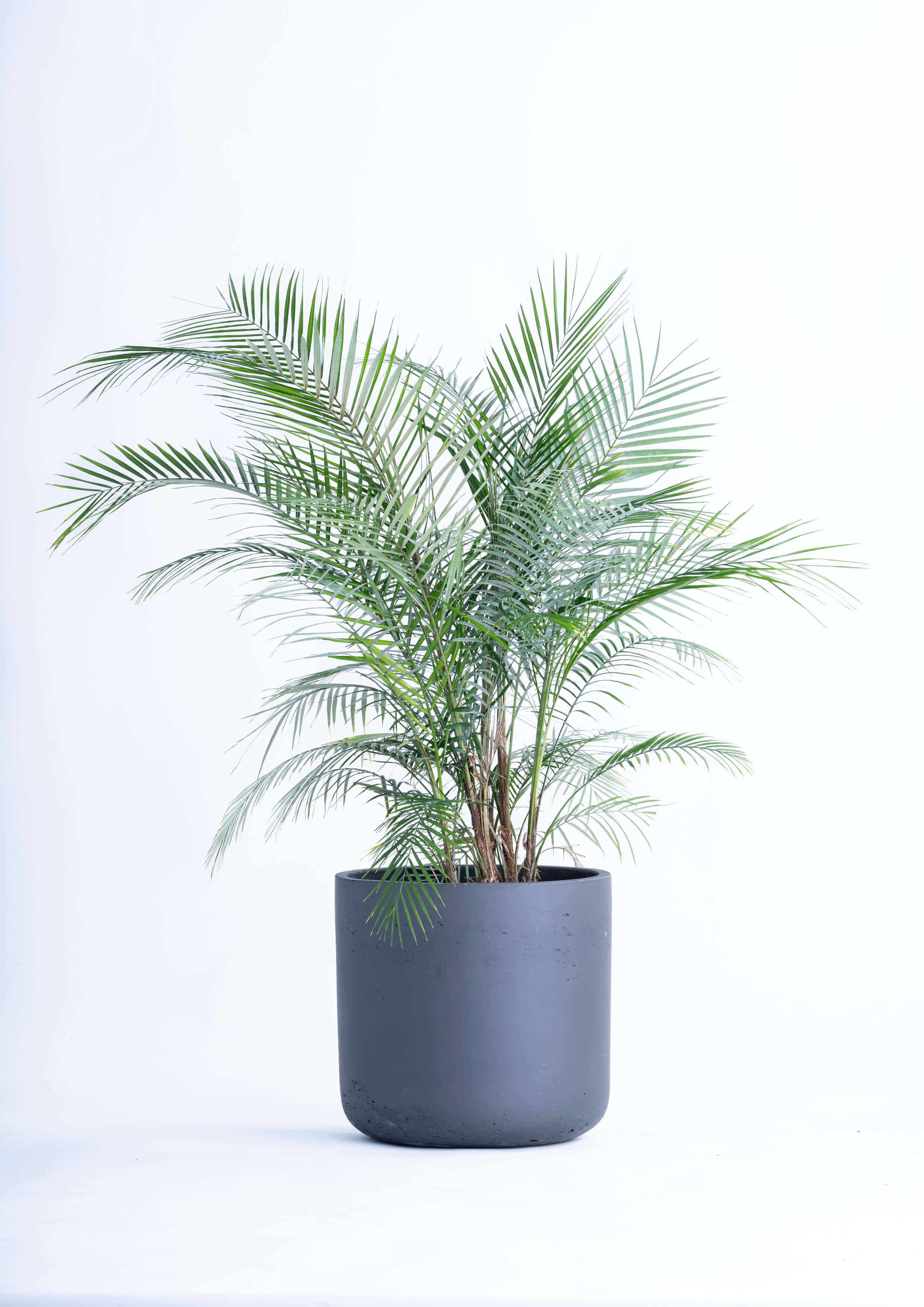 観葉植物「ブラジルヒメヤシ」