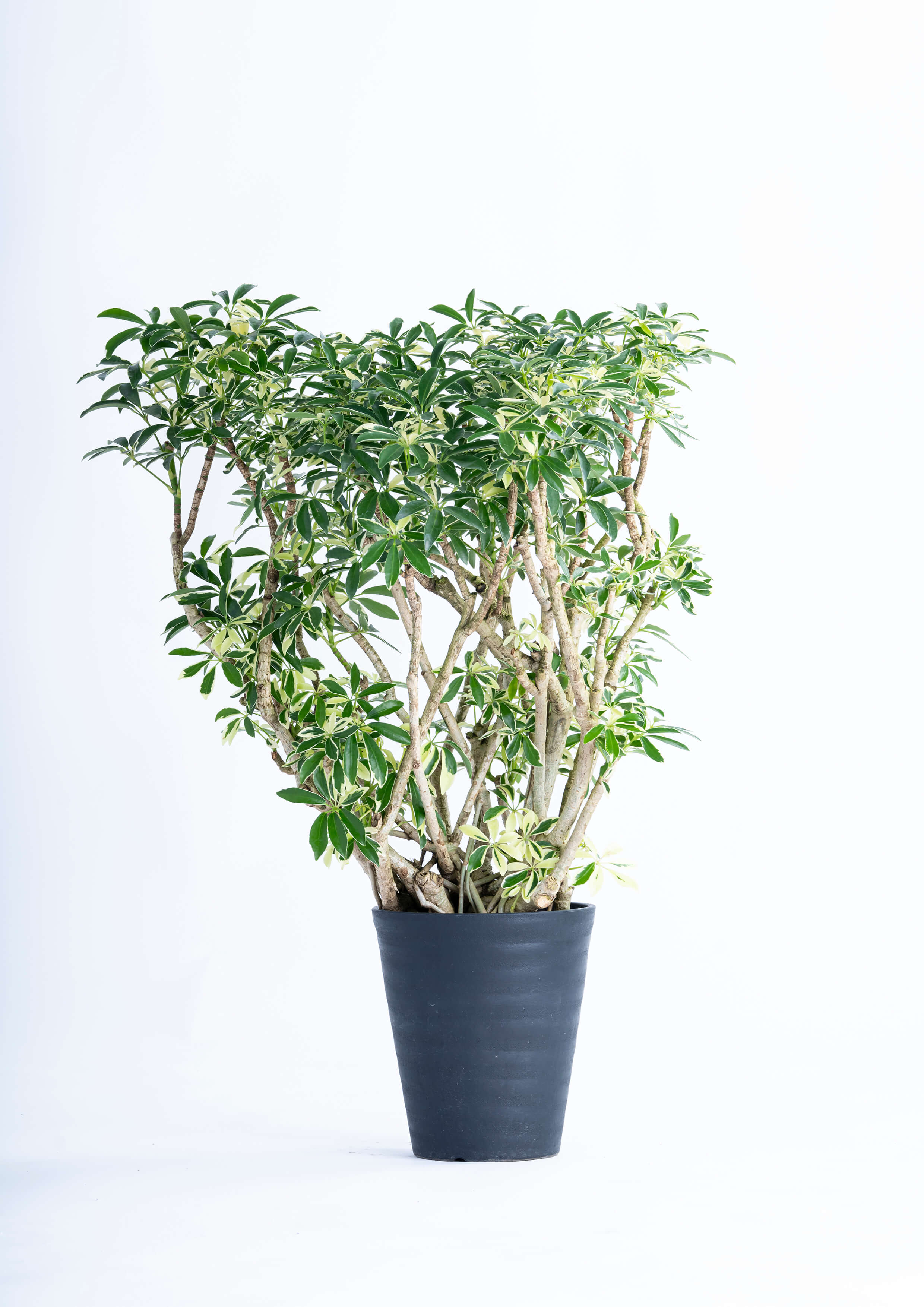 観葉植物「コルジリネレッドスター」