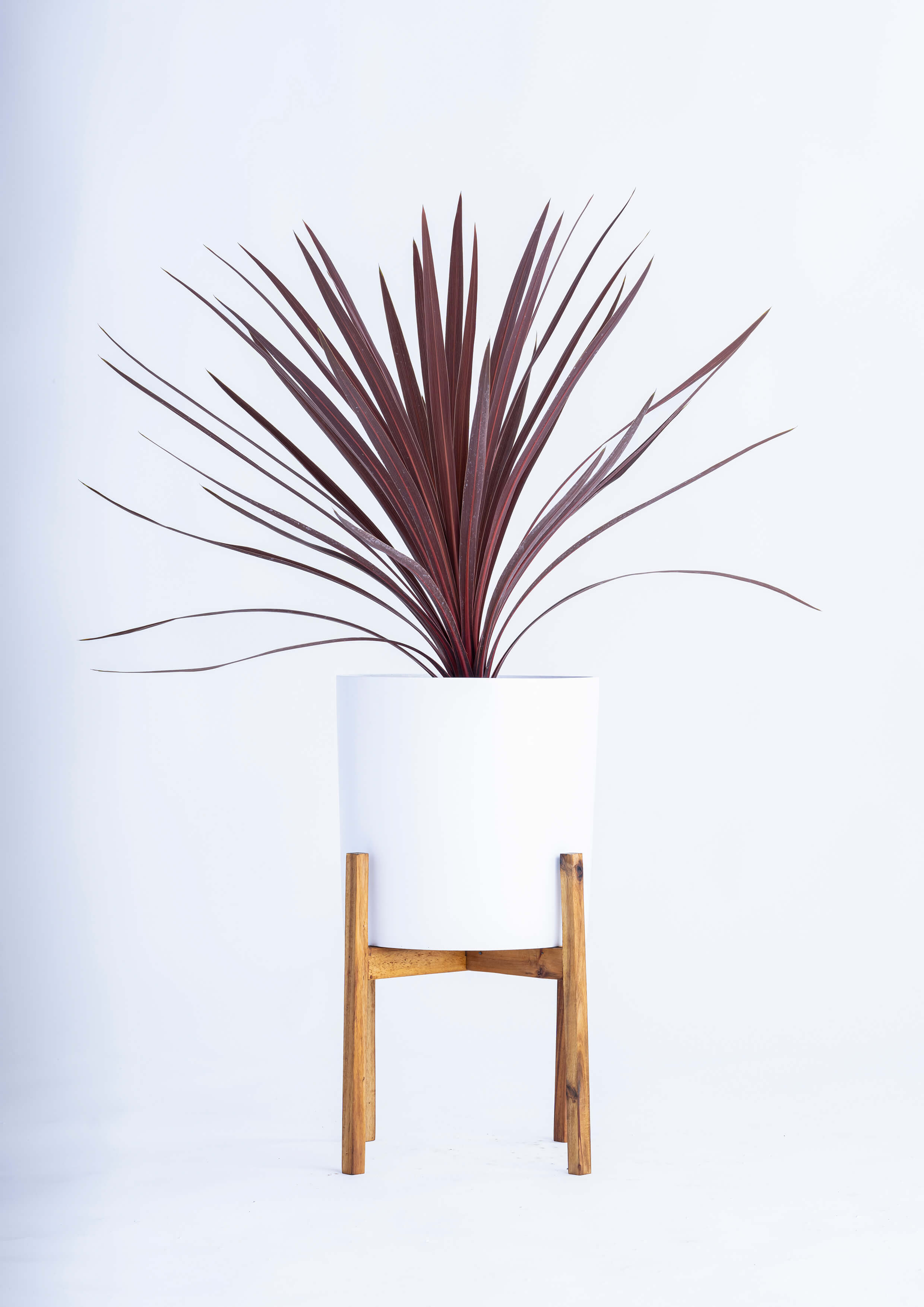 観葉植物「コルジリネレッドスター」