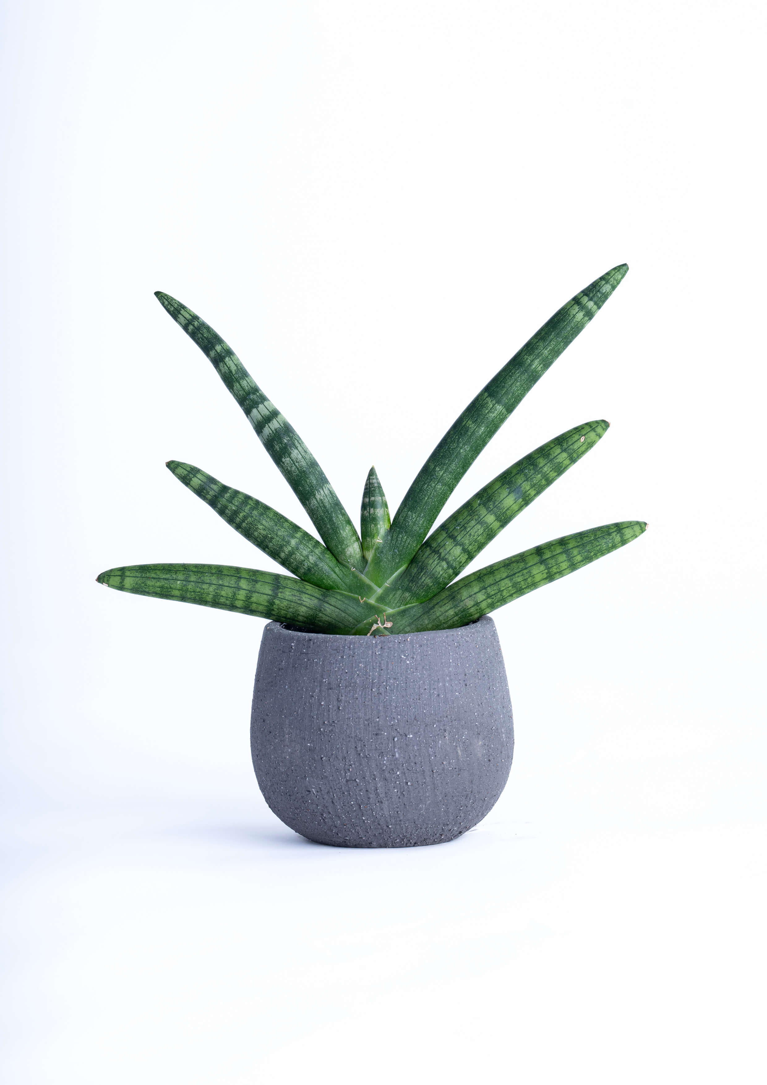 観葉植物「サンセベリアボンセレンシス」