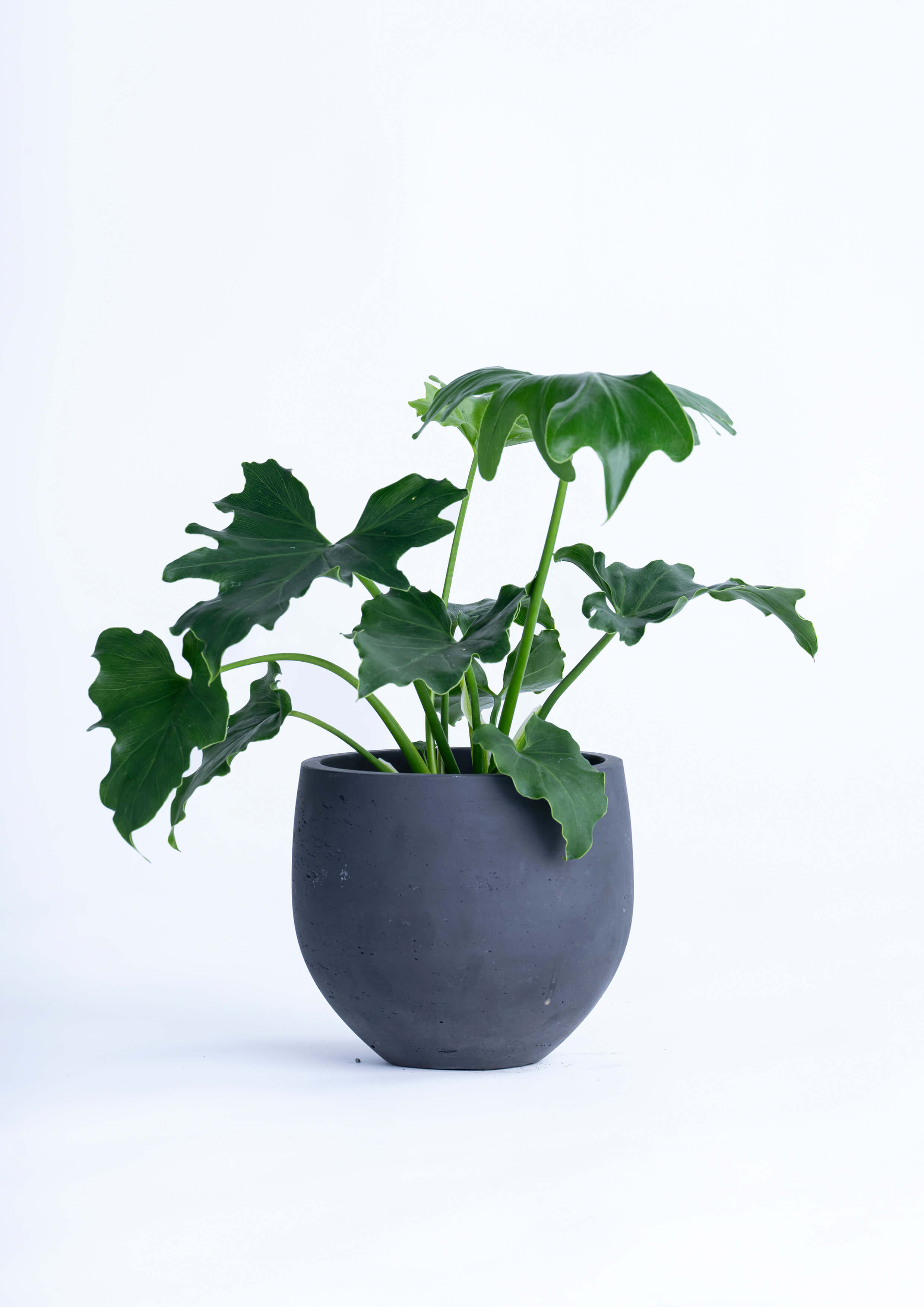 観葉植物「セローム」