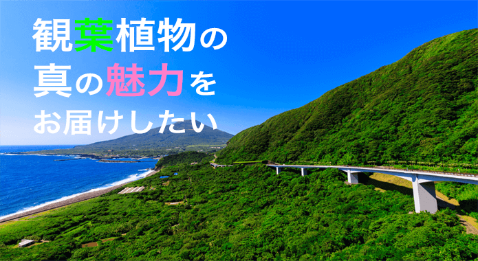 観葉植物レンタル、販売