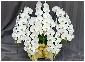 ギフトにも対応しています