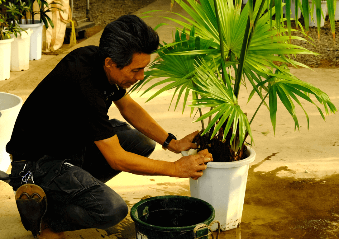 観葉植物の管理3