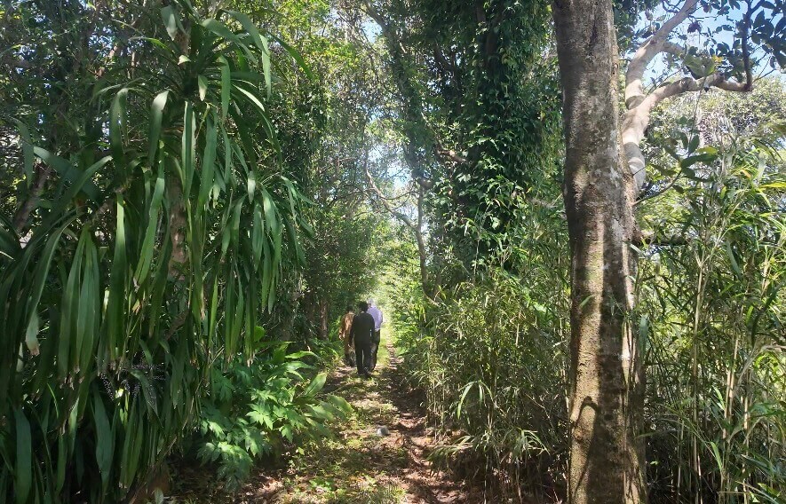 観葉植物仕入れ