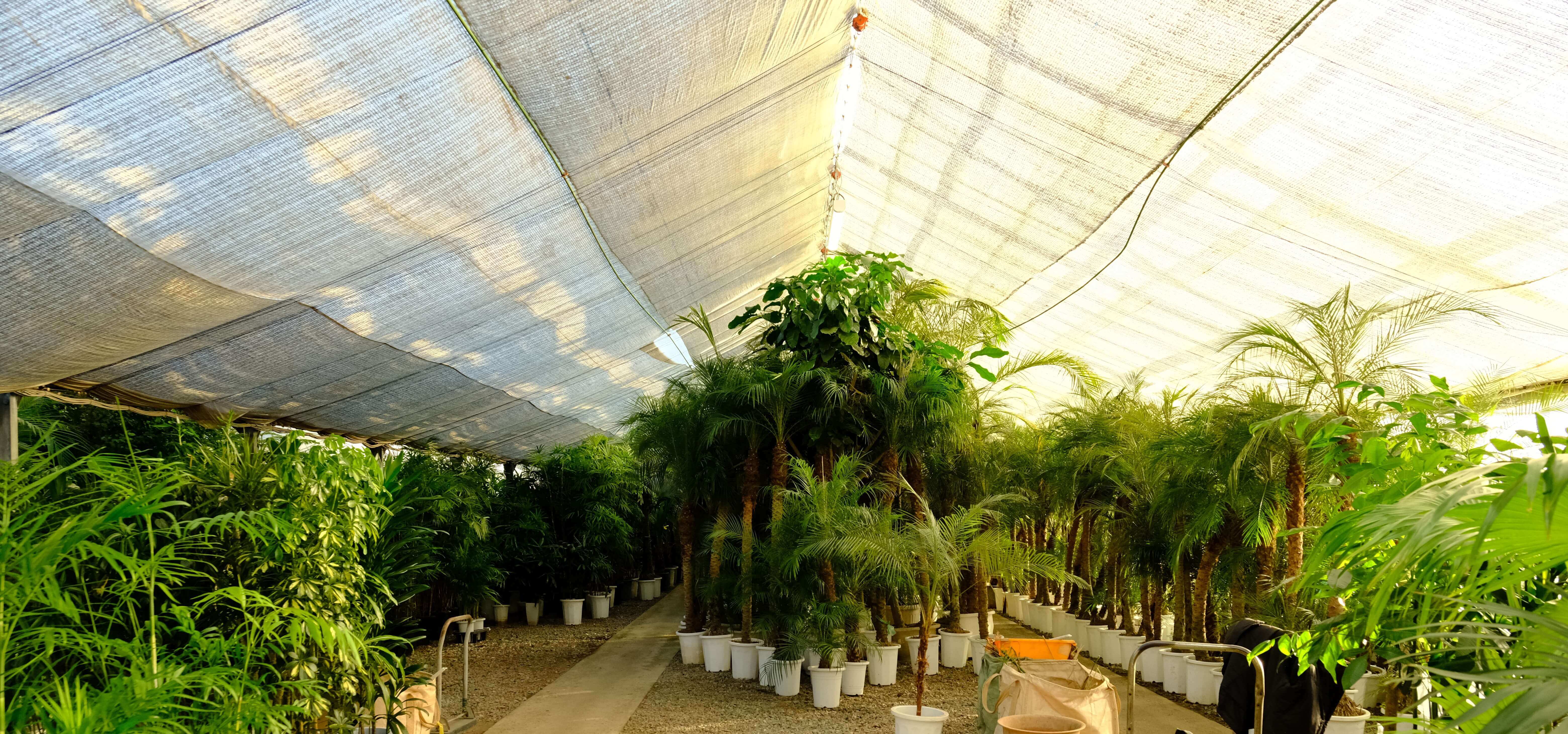 観葉植物の管理1