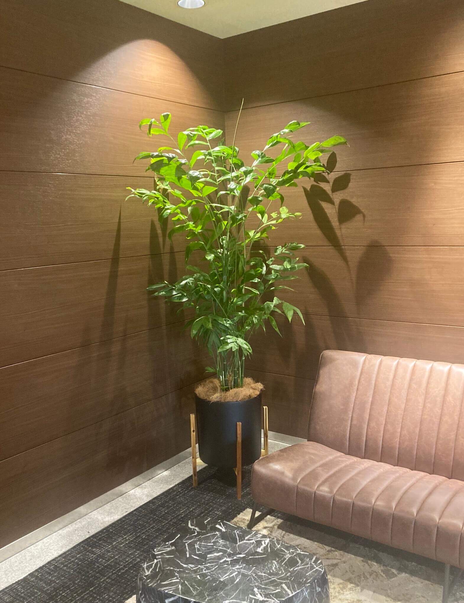 観葉植物レンタル